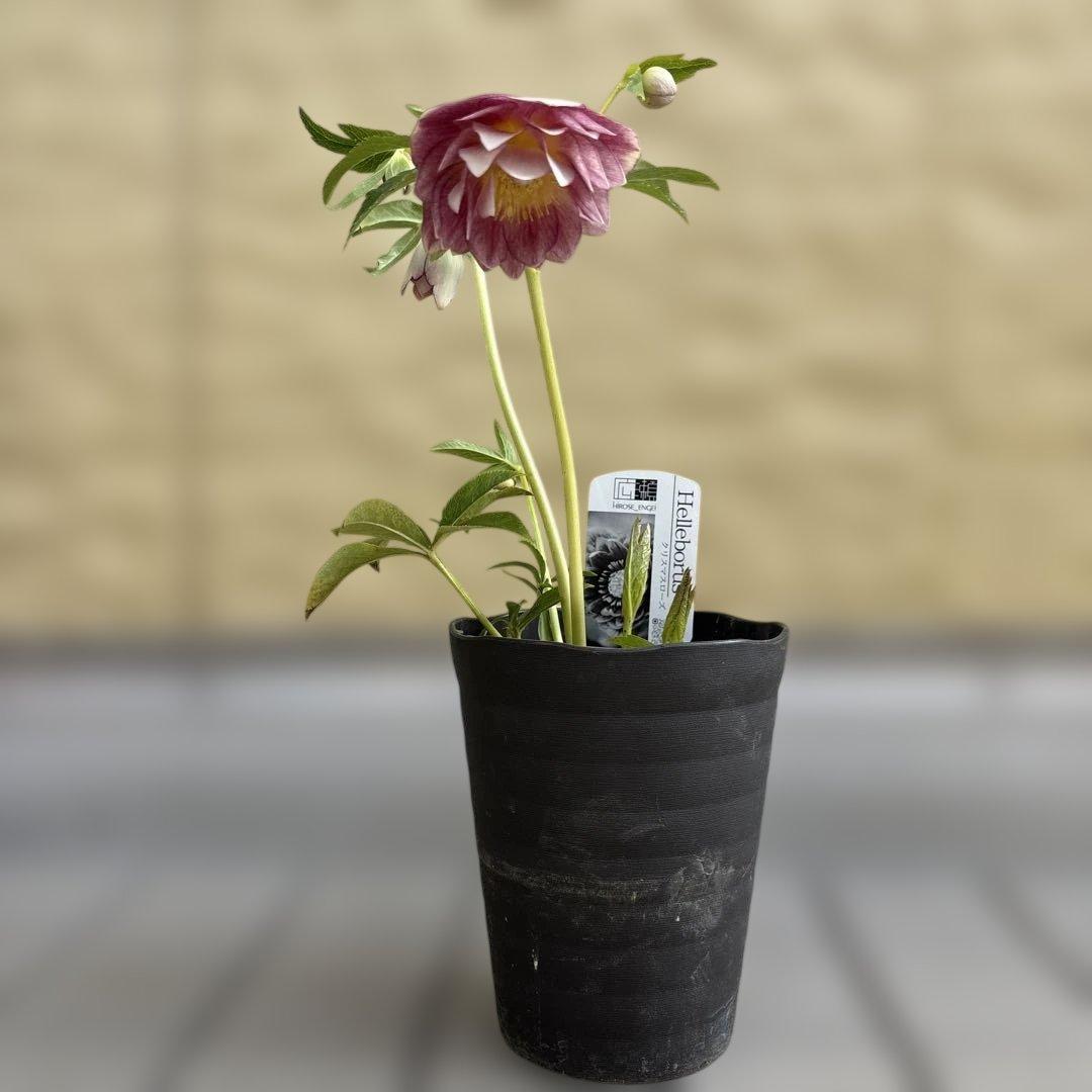 リバーシブルオーレアミスト 広瀬園芸 クリスマスローズ 白抜け 開花株