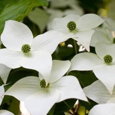 《現品》山法師(ヤマボウシ)株立ち　樹高1.4ｍ（根鉢含まず）15【苗木/植木】