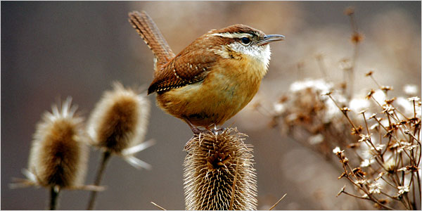 A Crop of Azure, Scarlet and Gold - The New York Times