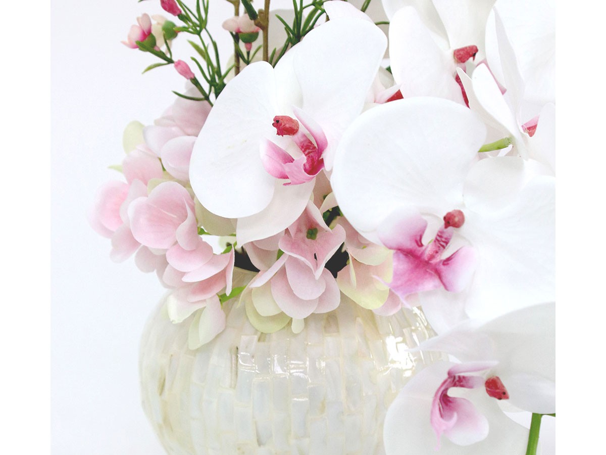 EMILIO ROBBA PHALAENOPSIS / エミリオロバ ファレノプシス 2L リップ