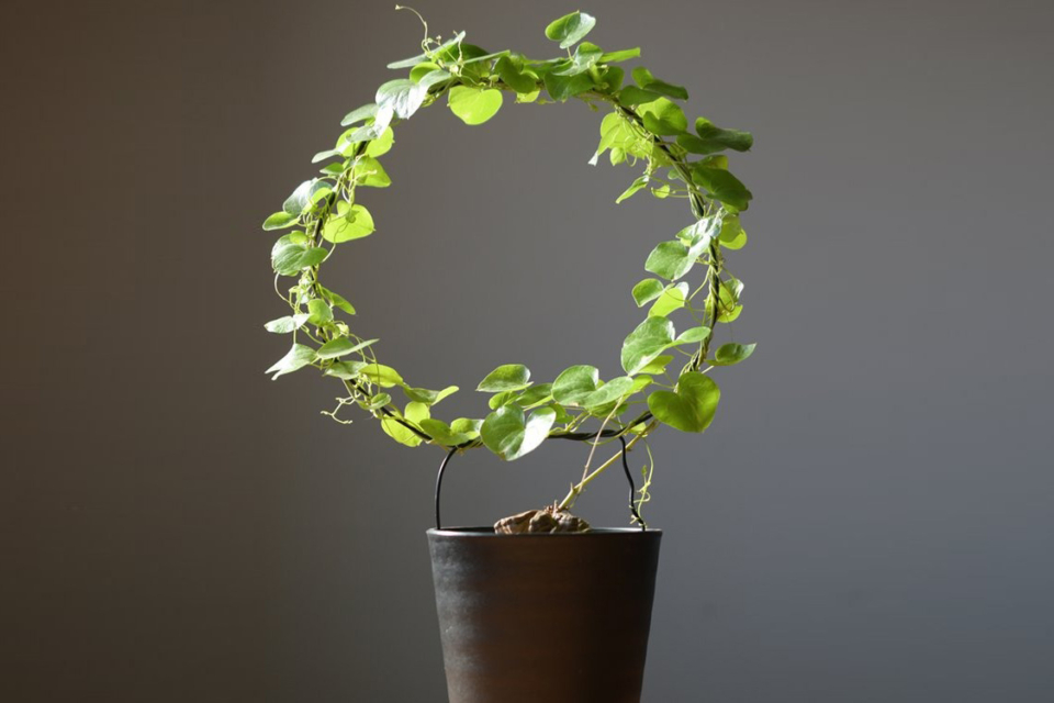 ディスコレア エレファンティペス 亀甲竜 | 植物の育て方 | 大阪・堺