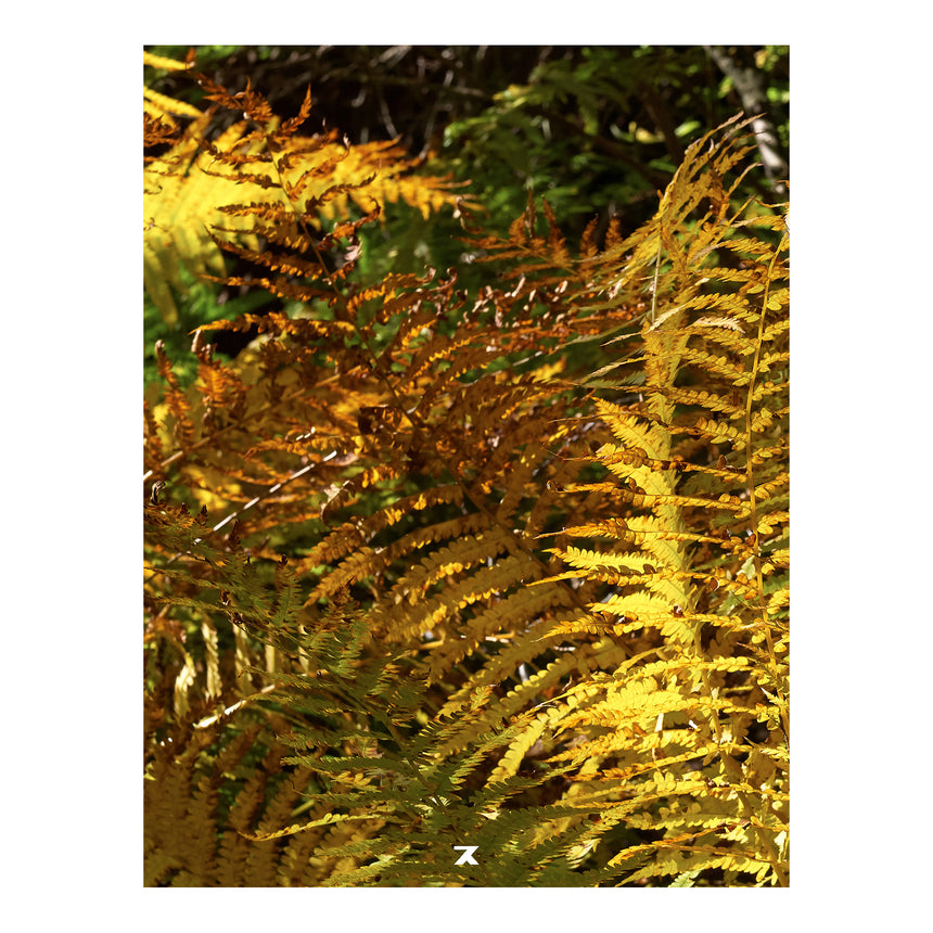 Things and seen Shingo Wakagi (若木信吾) – SUPER LABO